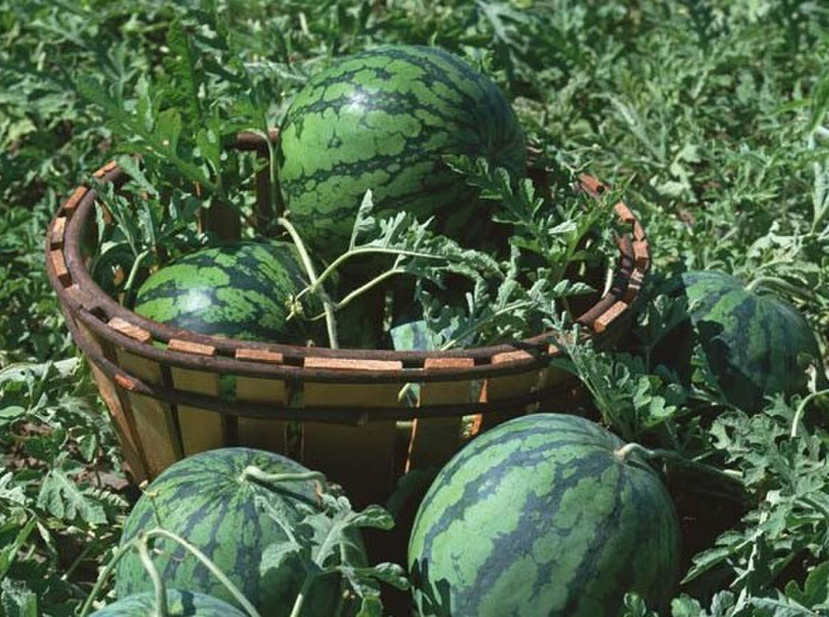 西瓜種植全程管理指南：生長(zhǎng)階段施肥用藥詳解