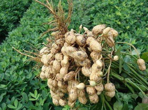花生種植管理全方案