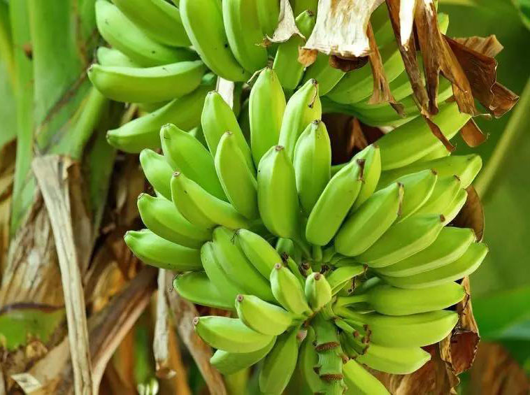 香蕉種植管理指南