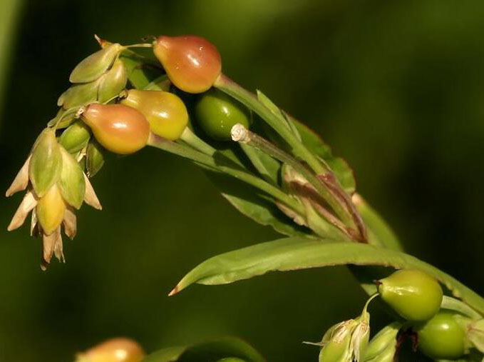 薏米種植管理方案