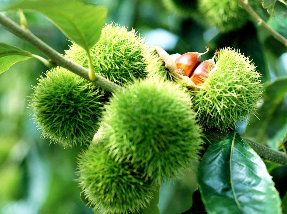 板栗簡(jiǎn)介及種植管理方案